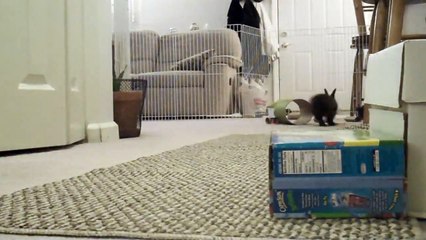 Two Crazy Bunnies! Cute