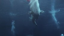 Assista ao belo e raro parto de baleia beluga