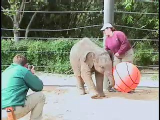Mac the Elephant Plays with a Ball