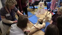 Estos cachorros ayudan a combatir el estrés de los estudiantes