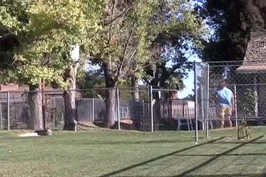 Doberman puppies playing fighting for giant frog, AKC doberman puppies for sale