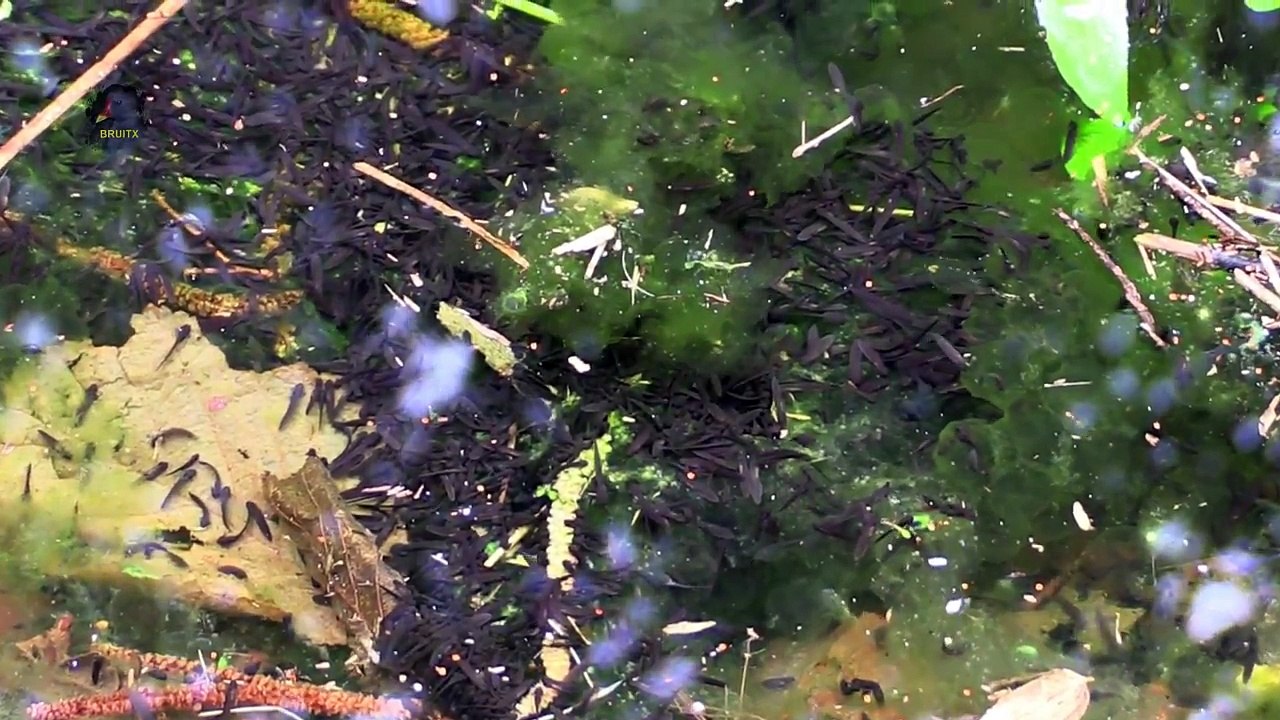 GRENOUILLE Rousse / Rana temporaria / Les Têtards ! BRUITX