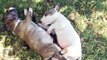 Sleepy Miniature Bull Terrier Puppies - Puppy Love