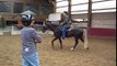 Training Gaited Horses - lessons with three different horses