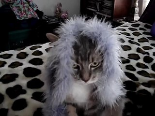 Cutest cat in the World wearing feather boa on his head!