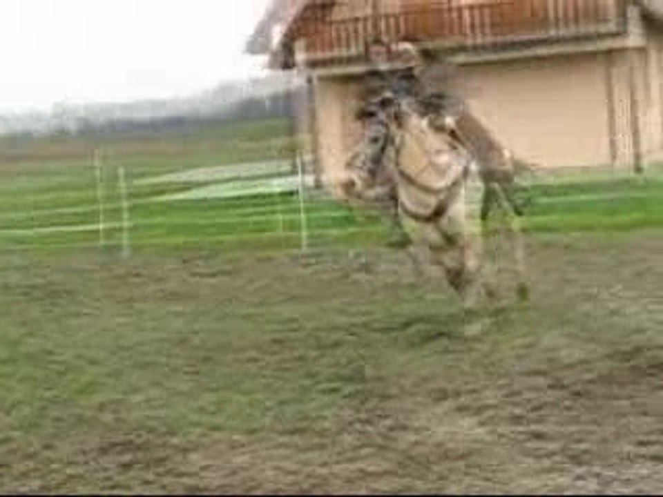 Enzo_0001