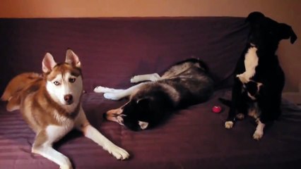 Mishka the Talking Husky's Rainy Day Blues