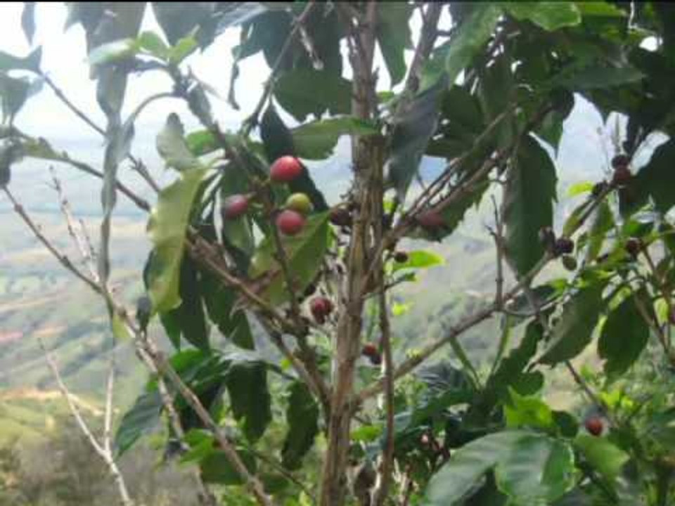 Els colors del verd-2 (comunitat colombiana)