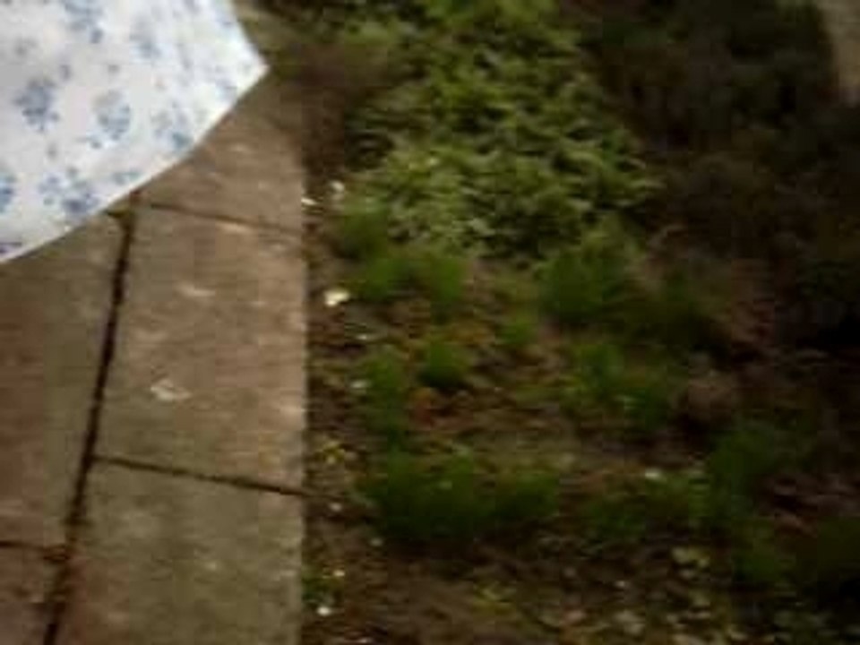 Capture du lapin (1)