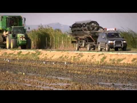 TV3 - Collita pròpia - Arròs