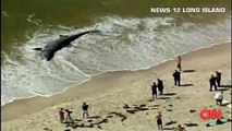 !! A 5000 POUND,26-FOOT-LONG SHARK WASHES ASHORE ON LONG ISLAND!!