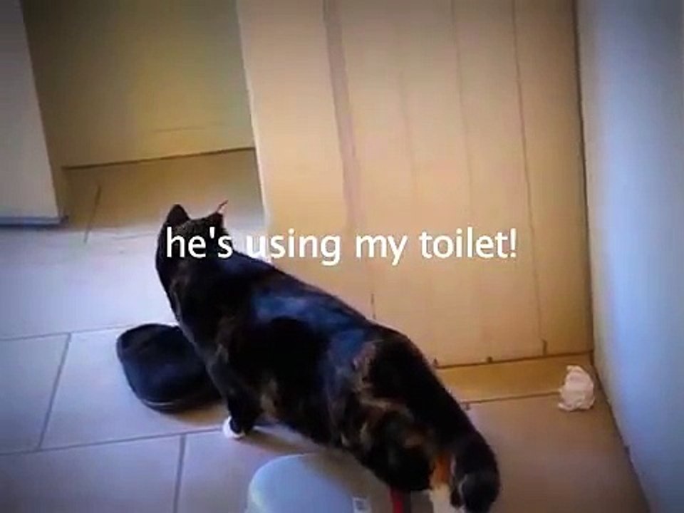 funny cat antics
