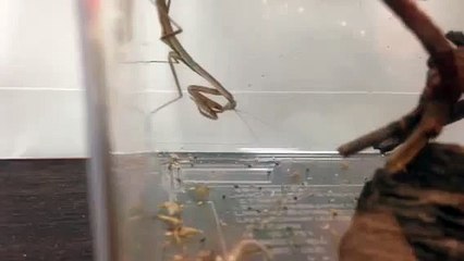 カマキリ、獲物をGETの巻。