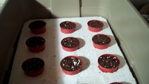 The Strawberry Store: Germinating Strawberry Seeds - Germinating