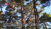 [TVZONE]Hadong Pine Forest, a grove of pine trees on the sand hill