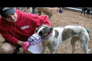 Greyhound Pets, Inc 2009