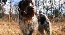 DOGS 101 - Wirehaired Pointing Griffon - Korthals Griffon [ENG]