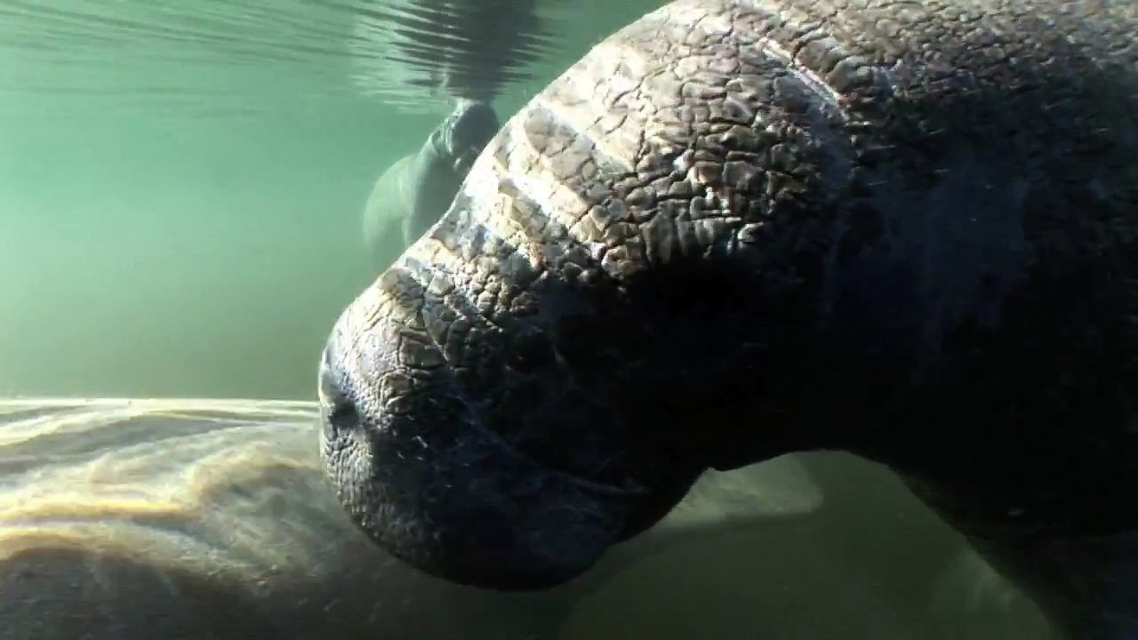 Two Cold Days With The Florida Manatee