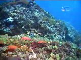 Nusa Penida Island dives in Bali, Indonesia