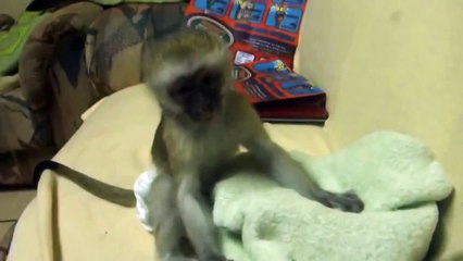 Маленькая забавная обезьянка мило засыпает!