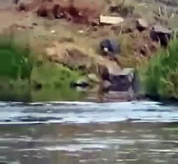 شاهد اشجع اسد فى العالم كله 2014