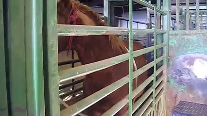 Extreme Mustang Makeover - Gerry Cox & Festus