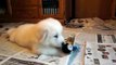 Great Pyrenees Puppy - playing with a Lamaze toy :-)