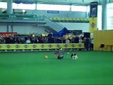 Border Collie Frisbee (Lawena)