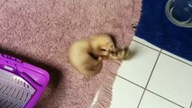 Ferret Pups Playing With Cat Toy