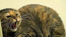 猫の喧嘩 本気で怒る猫 Cat Fight, Very Angry Cat Lulu