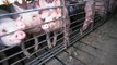 Michigan Farmer Fights Livestock Factory Farm Pollution