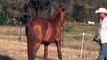 Amador-  Chestnut Spanish Andalusian Stallion