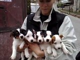 Jack Russell Terier Puppies 7weeks 26:10:2008: