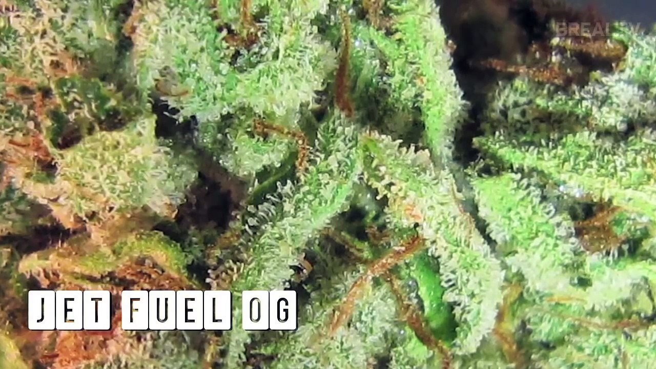 Dr Greenthumb Strain Review JET FUEL OG BREAL.TV video Dailymotion