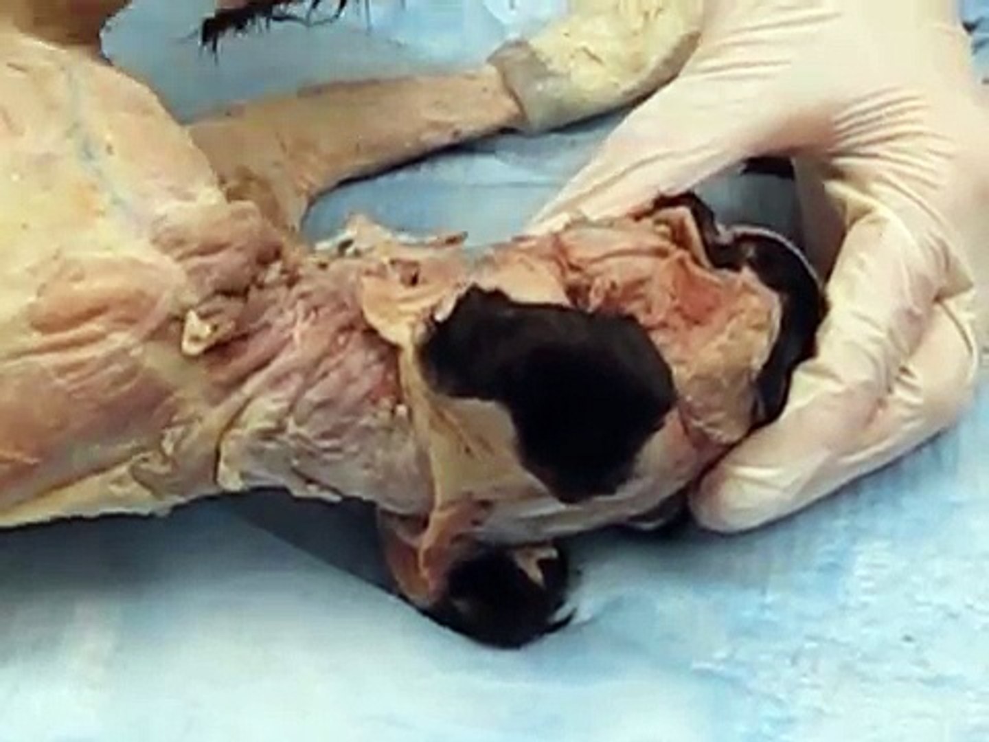 ⁣Veterinary Anatomy Lab - Feline head and neck