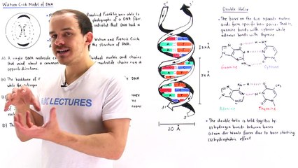 Watson-Crick Model of DNA