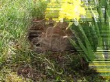 Eastern Cottontail Wild Rabbit Bunny Building A Nest (complete)