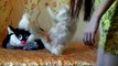 Великолепная кошка мейн-кун  Арктика Старс Калити   - Big Maine CongoCoon Cat , питомник Лирикум