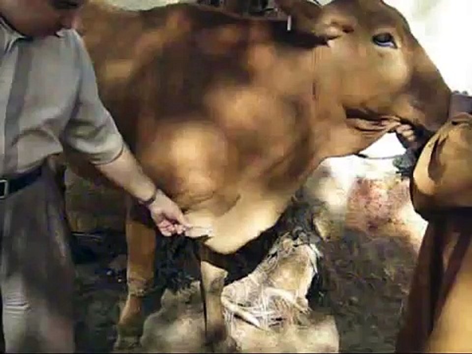 TPC Traumatic pericarditis in cow