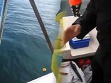 Catching Squid under floats - Port Phillip Bay, VIC Australia