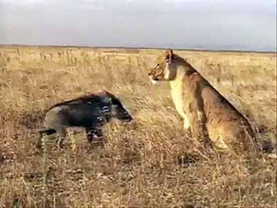 Pig is brave than Lion