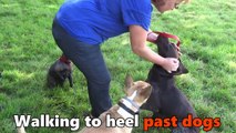 Bodhi - German Shorthaired Pointer - 4 Week Residential Dog Training