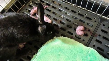 命の瞬間！血の海とともに産まれてくるウサギたち☆