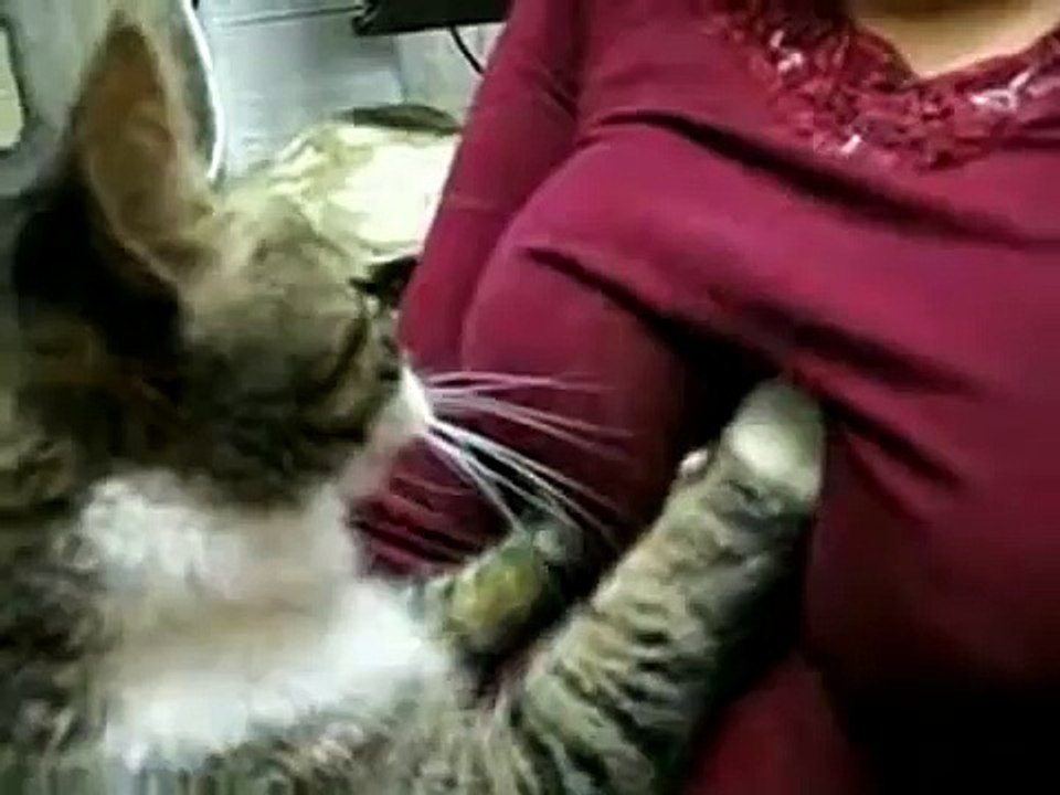 猫が乳をもみもみ