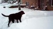 Dogs Playing In The Feb 6 2010 Snow Storm