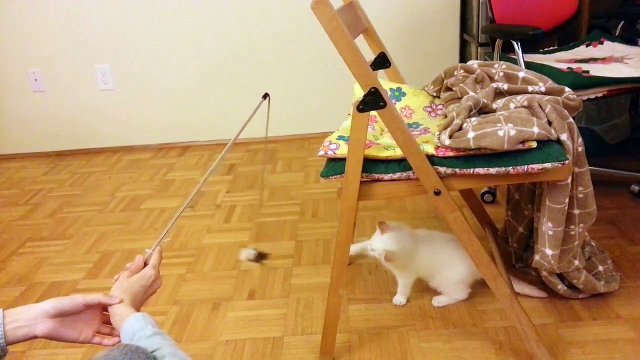 Super cute ragdoll kitten's playtime!