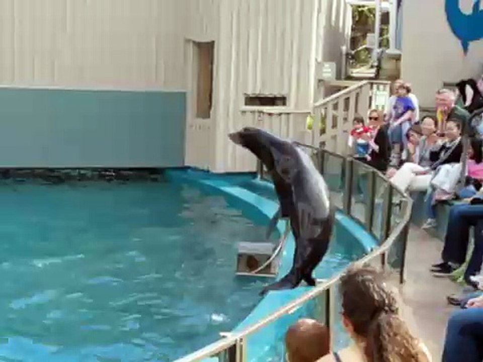 Seal at Taronga Zoo