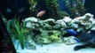 110 Gallon African Cichlid Tank Peacocks and Haps