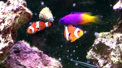 Contest Entry for Slim Tim's API SW Master Test Kit