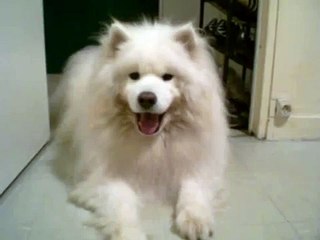 mon samoyède